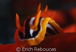 Pyjama slug feeding on a red sponge.
Jackson Reef, Tiran... by Erich Reboucas 